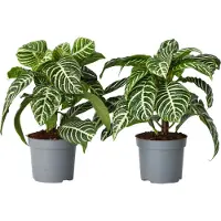 FloraStore Planteà feuilles panachées - Set de 2 - Aphelandra botanica - H25-45cm - ⌀13cm