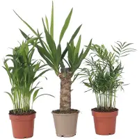 FloraStore Mélange de palmiers d'intérieur - Set de 3 - Hauteur 25-40cm - ⌀12cm