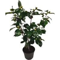 FloraStore Camélia - Camellia japonica'Bonomiana'- Hauteur 50-60cm -⌀15cm