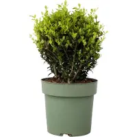 FloraStore Houx crenelé - Ilex crenata'Jenny'- Hauteur 30-40cm -⌀17cm
