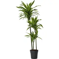 Plant in a Box Dragonnier - Dracaena 'Lemon Lime' - Hauteur 130-140cm - ⌀24cm
