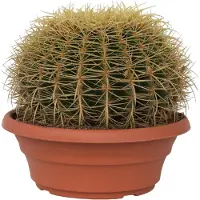 Plant in a Box Cactus de Noël - Echinocactus grusonii - Hauteur 25-35cm - ⌀25cm