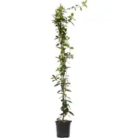 FloraStore Jasminétoilé - Trachelospermum jasminoides - Hauteur 110-120cm - ⌀17cm