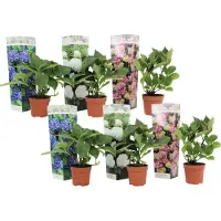 FloraStore Plant in a Box - Hydrangea macrophylla 'Early Blue', 'Early Pink', 'Wudu' - Hydrangea - Mix of 6 - Pot 10.5 cm - Height 25-40 cm