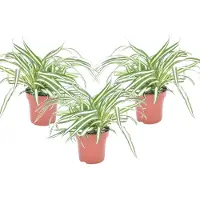 FloraStore Plante araignée - Set de 3 - Chlorophytum comosum'Atlantic'- H25-40cm -⌀12cm