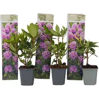 FloraStore Buissonà fleurs - Set de 3 - Rhododendron'Catawbiense'- H25-40cm -⌀9cm