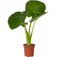 FloraStore Planteéléphant - Alocasia'Odora'- Hauteur 55-75cm -⌀17cm