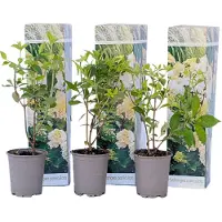 FloraStore Hortensia - Set de 3 - Hydrangea paniculata'Phantom'- Hauteur 25-40cm -⌀9cm