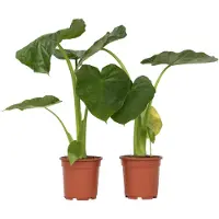 FloraStore Planteà grandes feuilles - Set de 2 - Alocasia Macrorrhizos - H60-70cm - ⌀17cm