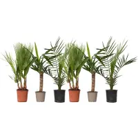 FloraStore Mélange de Palmiers d'intérieur - Set de 6 - Indoor Palmmix - H50-70cm - ⌀14cm