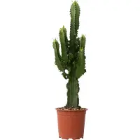 Plant in a Box Euphorbe ingens - Euphorbia ingens - Hauteur 50-60cm - ⌀17cm