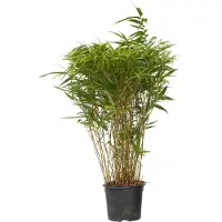 FloraStore Bambou non-traçant - Fargesia nitida'Gansu'- Hauteur 50-70cm -⌀17cm