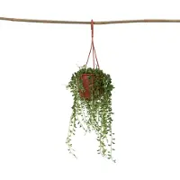 FloraStore Plante collier de perles - Senecio rowleyanus - Hauteur 10-20cm -⌀12cm