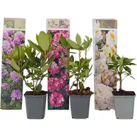 FloraStore Buissonà fleurs - Set de 3 - Rhododendron catawbiense - Hauteur 25-40cm - ⌀9cm