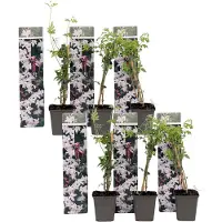 FloraStore Jasminétoilé - Set de 6 - Jasminum'Officinale'- Hauteur 25-40cm -⌀9cm