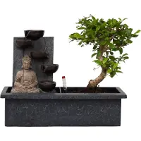 Plant in a Box Bonsaï - Bonsai - Hauteur 25-35cm - 29cm