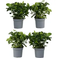 FloraStore Jasmin du Cap - Set de 4 - Gardenia jasminoides - Hauteur 20-30cm -⌀13cm