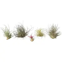 FloraStore Plante aérienne - Set de 6 - Tillandsia - Hauteur 5-15cm - ⌀5cm