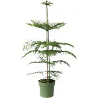 FloraStore Pin de Norfolk - Araucaria heterophylla - Hauteur 70-80cm -⌀21cm