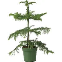 FloraStore Pin de Norfolk - Araucaria heterophylla - Hauteur 45-55cm -⌀14cm