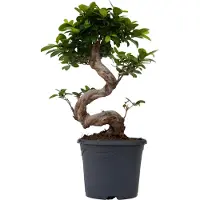 Plant in a Box Bonsaï - Ficus microcarpa 'ginseng' - Hauteur 55-65cm - 20cm