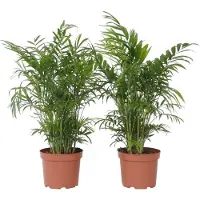 FloraStore Palmier de salon - Set de 2 - Chamaedorea elegans - Hauteur 50-60cm -⌀17cm