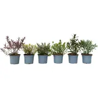 FloraStore Buisson de Véronique - Set de 6 - Hebe pinguifolia - Hauteur 15-20cm - ⌀10,5cm