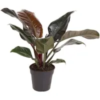 FloraStore Plante verte - Philodendron'Imperial Red'- Hauteur 50cm -⌀19cm