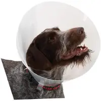 Buster Collier De Chien K273393 Elizabethan 10 Unités