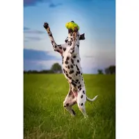 Kong Airdog Squeaker Football - S