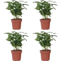 FloraStore Caféier - Set de 4 - Coffea arabica - Hauteur 25-40cm - ⌀12cm