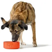 Hunter Pet Mangeoire Pour Chien Osby Glazed