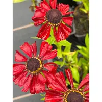 Brandless 6 x Helenium hybr. 'Kupferzwerg' - Brassicole - pot 9 x 9 cm