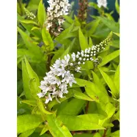 Brandless 6 x Lysimachia Clethroides - Fétuque des neiges - pot 9 x 9 cm