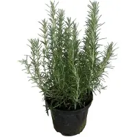 Brandless Rosmarinus officinalis - Romarin 25-30 cm - Pot