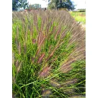 Brandless 6 x Pennisetum alop. 'Black Beauty' - Pot de fleurs - pot 9 x 9 cm
