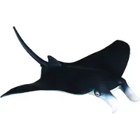Collecta Créatures marines (M) : MANTA ROG 15x14.5x2.2cm