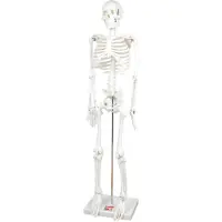 TickiT Jouets éducatifs squelette demi-tube modèle anatomie enfants