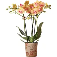 Kolibri Orchids : orchidée Phalaenopsis orange - pot de 35 cm de haut, plante d'intérieur en fleur de 9 cm, fraîchement récoltée chez le producteur
