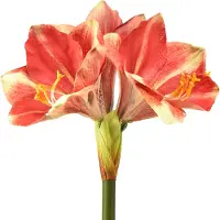 Viana Fleur d'amaryllis artificielle en rose et crème - Fleur de tige de haute qualité, fleurs décoratives pour la maison et les événements, 76cm