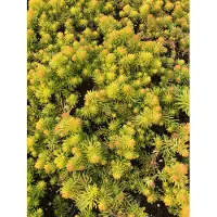 Brandless 6 x Sedum reflexum 'Angelina' - Feuille de graisse Angelina - Pot 9 x 9 cm