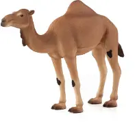 Animal planet Planète Animale Dromadaire