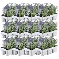 Frank GmbH Plants by Frank | 72 Plantes de lavande vraie | Lavandula angustifolia | Couvre-sol rustique | Vivaces rustiques | Plantes de jardin