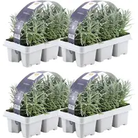 Frank GmbH Plants by Frank | 24 Plantes de lavande vraie | Lavandula angustifolia | Couvre-sol rustique | Vivaces rustiques | Plantes de jardin