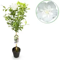 Green Boutiq GreenboutiQ - Plante de jardin - Hibiscus syriacus White Chiffon - Plante sur tige - Plante de terrasse - Feuillage caduc - Peu d'entretien - Pot 19cm Hauteur 90cm