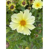 GRDplanten 6 x Coreopsis hybr. 'Full Moon' - Oeil de jeune fille - pot 9 x 9 cm