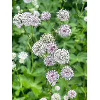 GRDplanten 6 x Astrantia major - Grande fleur étoilée - Pot 9 x 9 cm