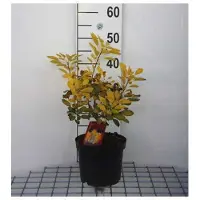 GRDplanten Cotinus cogg. 'Flamissimo' - Cotinier à perruque conteneur 40- 60 cm
