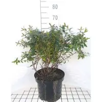 GRDplanten Hypericum hybr. 'Hidcote' - Millepertuis en conteneur 50- 60 cm