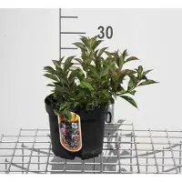 GRDplanten Weigela flor. 'Pink Poppet' ('plangeni') - Viorne de Floride Pink Poppet 30- 40 cm - conteneur